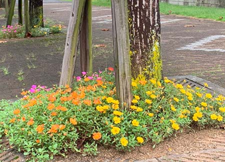 三好丘旭花植え愛好会